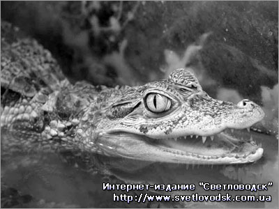 За всім уважно стежить крокодил