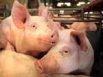 Свинячий грип – нова глобальна загроза