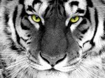 2010 рік – рік Білого (Срібного, Металевого) Тигра