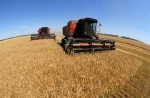 Втрати урожаю зернових внаслідок дощів в середньому по області склали 5-15%