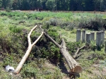 Будівництво ТРЦ: кожне знищене дерево буде компенсоване і відшкодоване