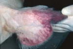 Ціаноз шкіри вуха у свині, хворої на африканську чуму свиней. Фото: wikipedia.org