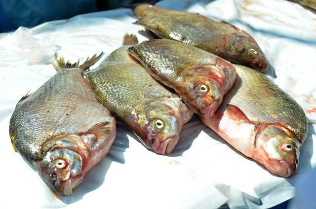 Рибний ярмарок відбудеться у Світловодську на День рибалки
