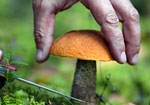У Світловодську грибами отруївся 50-річний чоловік