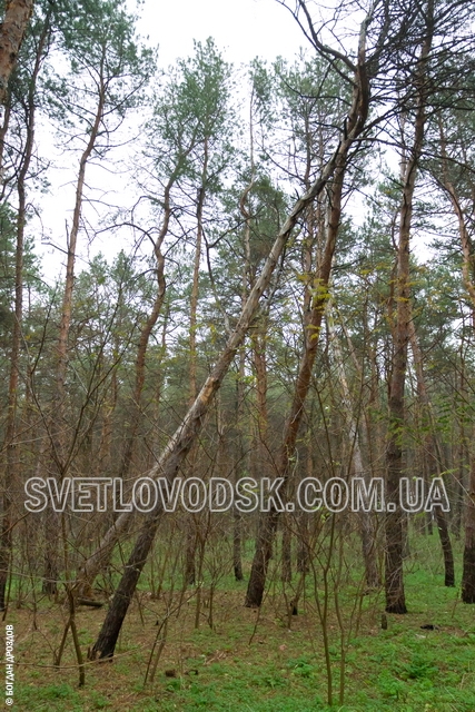 Разрешит ли Светловодский горисполком очистить лес пенсионеру Петухову?