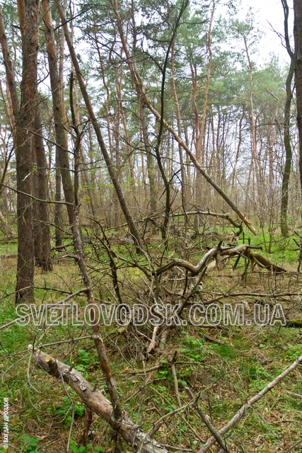 Разрешит ли Светловодский горисполком очистить лес пенсионеру Петухову?