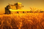 Рекордний урожай зернових на Кіровоградщині — 3545 тисяч тонн!
