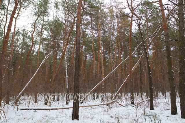 Константин Рыбачук: "Эти деревья, как гнилые испорченные зубы. Их надо убирать однозначно!"