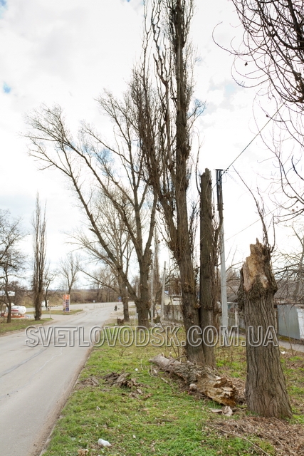 Штормовий вітер з півночі повалив дерева і білборди у Світловодську