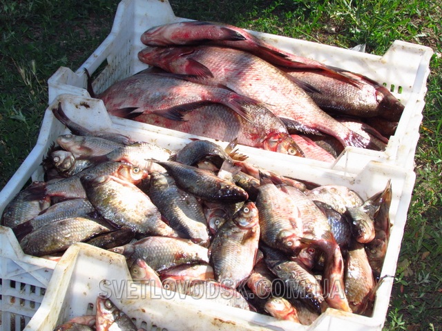 На рибному ярмарку світловодці з’їли 150 літрів юшки і розкупили 4 тонни риби