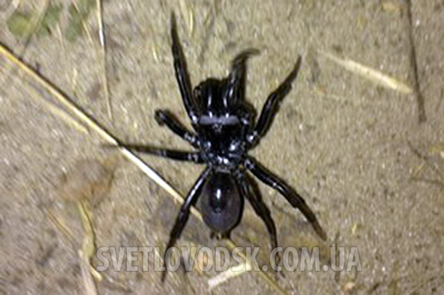 Будьте внимательны и осторожны — опасные пауки встречаются в городском парке