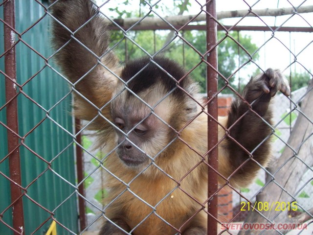 В Озерському зоопарку з’явились «грудні» дитинчата — мавпочки і пітончики