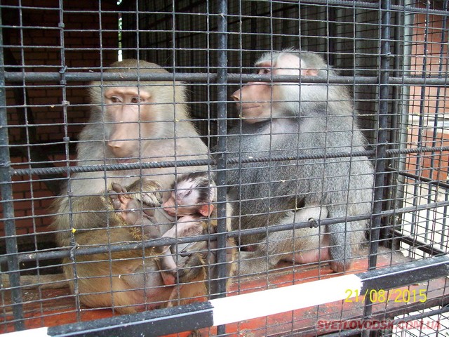 В Озерському зоопарку з’явились «грудні» дитинчата — мавпочки і пітончики