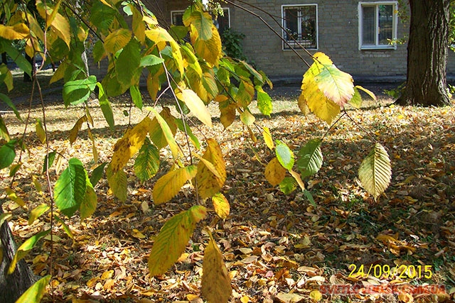 Листья желтые над городом кружатся