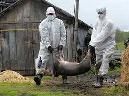 Африканська чума свиней дісталася до Онуфріївки!