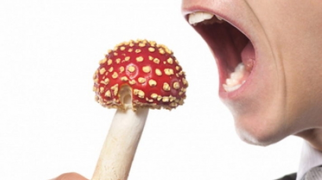Отруєння грибами: чи можна самостійно виявити отруйні гриби?