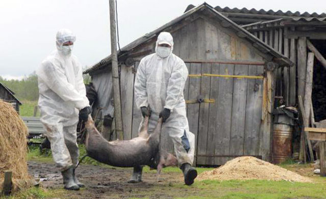 Африканська чума свиней: статистика на стороні хвороби