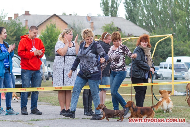 Померанський шпіц — переможець Всеукраїнської виставки собак у Світловодську