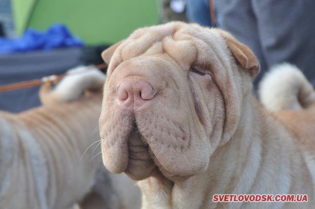 Померанський шпіц — переможець Всеукраїнської виставки собак у Світловодську