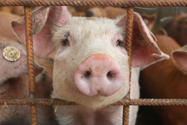 Африканська чума свиней впевнено крокує Європою