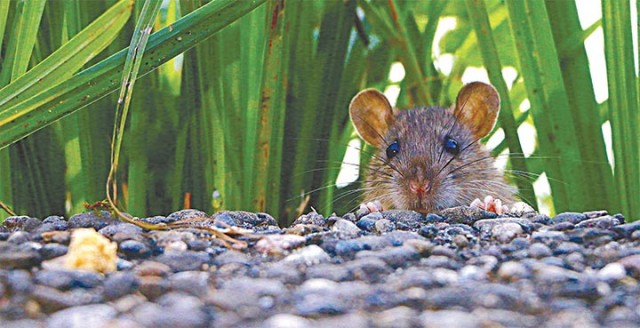 У Світловодську знову виявлено хворих на лептоспіроз мишей