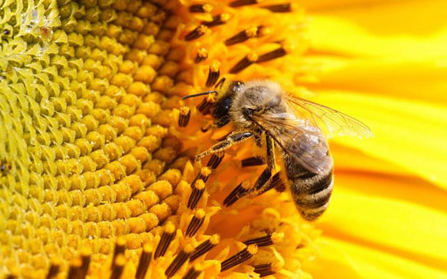 Взаємоповага бджолярів і сільгоспвиробників — запорука збереження тваринного та рослинного світу