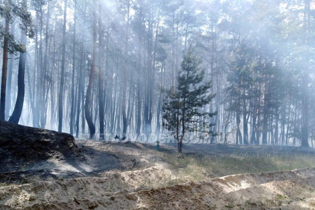 У Світловодську пожежники та лісова охорона врятували 40 гектарів лісу від знищення вогнем