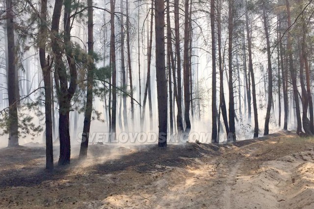 У Світловодську пожежники та лісова охорона врятували 40 гектарів лісу від знищення вогнем