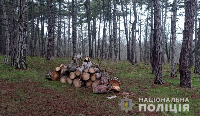 Поліцейські встановлюють обставини порубки лісових насаджень