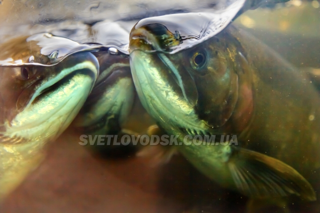На Кременчуцькому та Кам’янському водосховищах заборону на вилов риби встановлено з 11 квітня по 20 червня