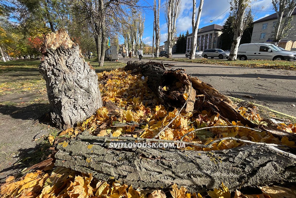 Шквальний вітер у Світловодську: велика гілка впала на авто адвокатки