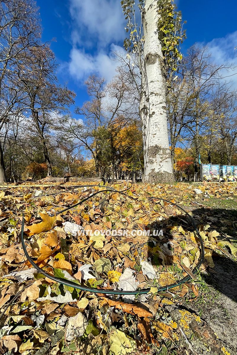 Шквальний вітер у Світловодську: велика гілка впала на авто адвокатки