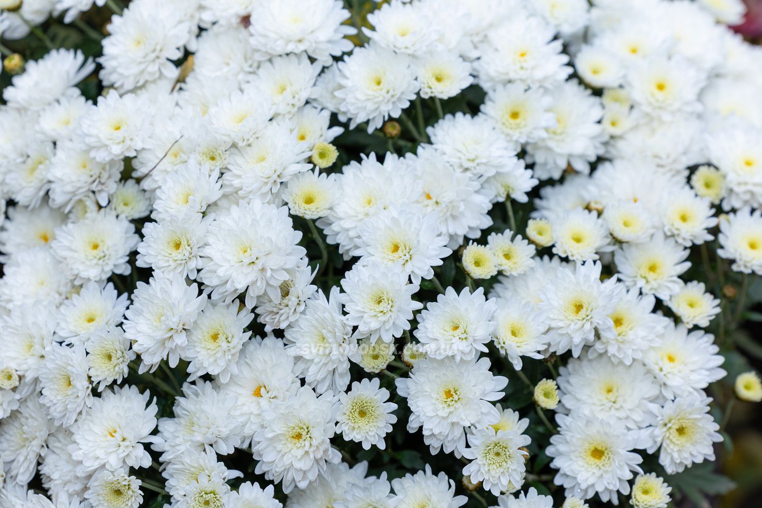 Там, де росте надія: історія квітів, полуниці й спокою в серці Іванівки Там, де росте надія: історія квітів, полуниці й спокою в серці Іванівки