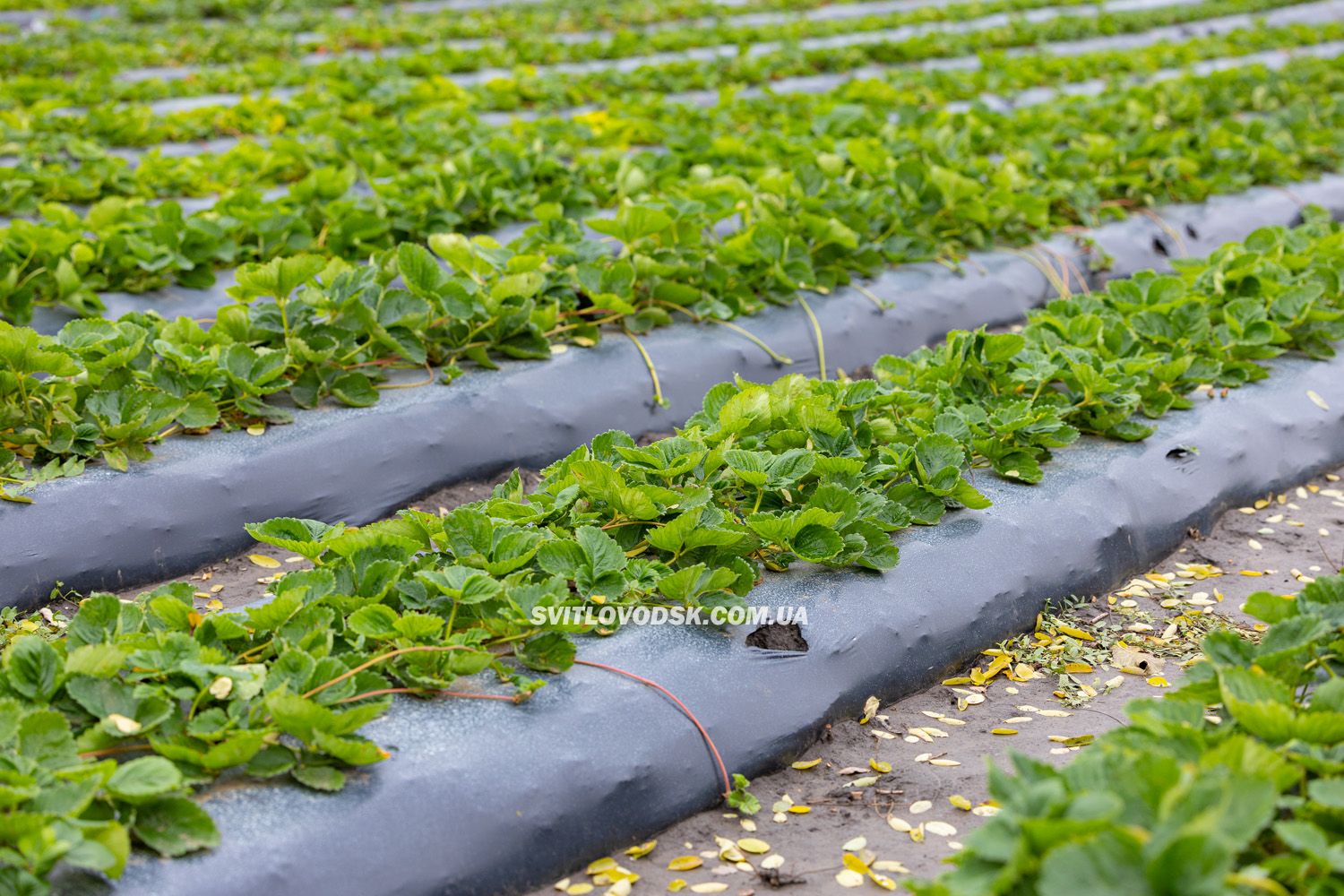 Там, де росте надія: історія квітів, полуниці й спокою в серці Іванівки Там, де росте надія: історія квітів, полуниці й спокою в серці Іванівки