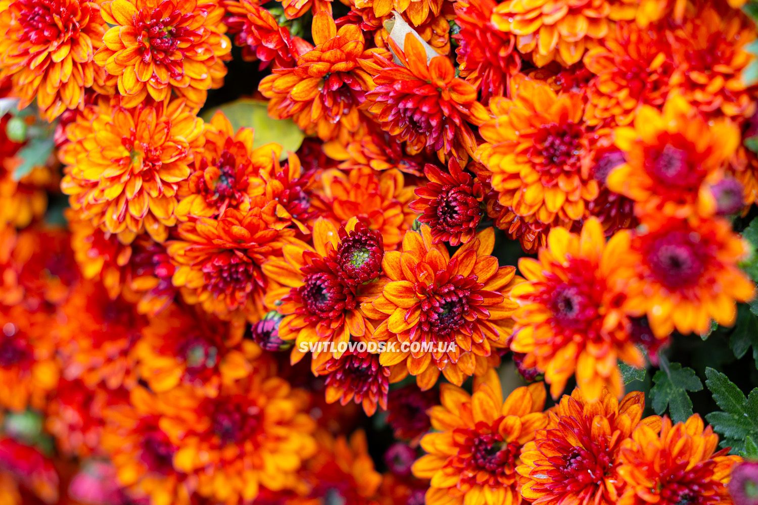 Там, де росте надія: історія квітів, полуниці й спокою в серці Іванівки Там, де росте надія: історія квітів, полуниці й спокою в серці Іванівки