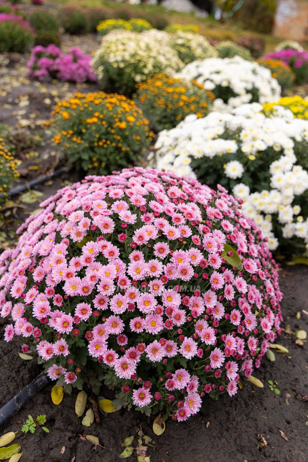 Там, де росте надія: історія квітів, полуниці й спокою в серці Іванівки Там, де росте надія: історія квітів, полуниці й спокою в серці Іванівки