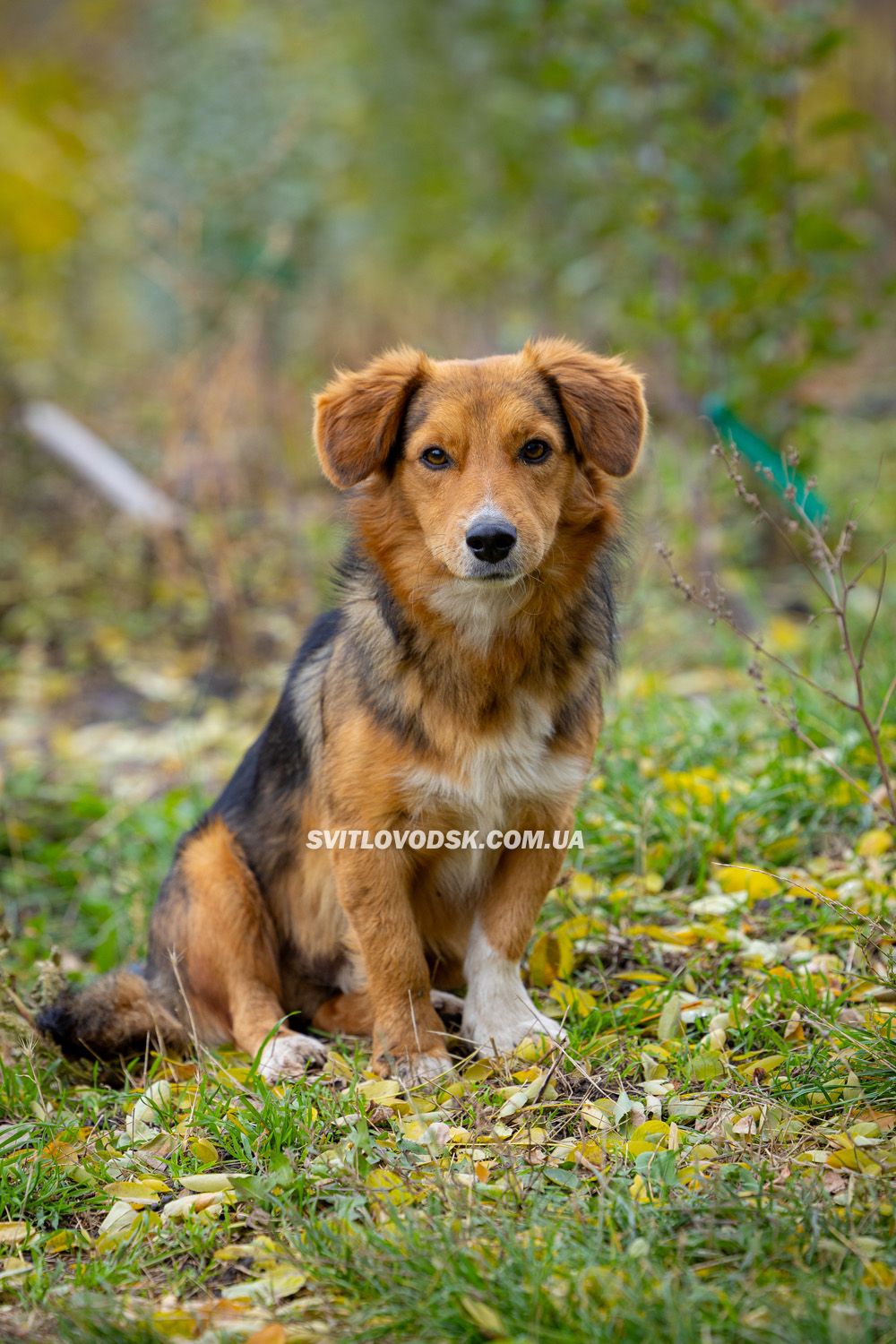 Там, де росте надія: історія квітів, полуниці й спокою в серці Іванівки