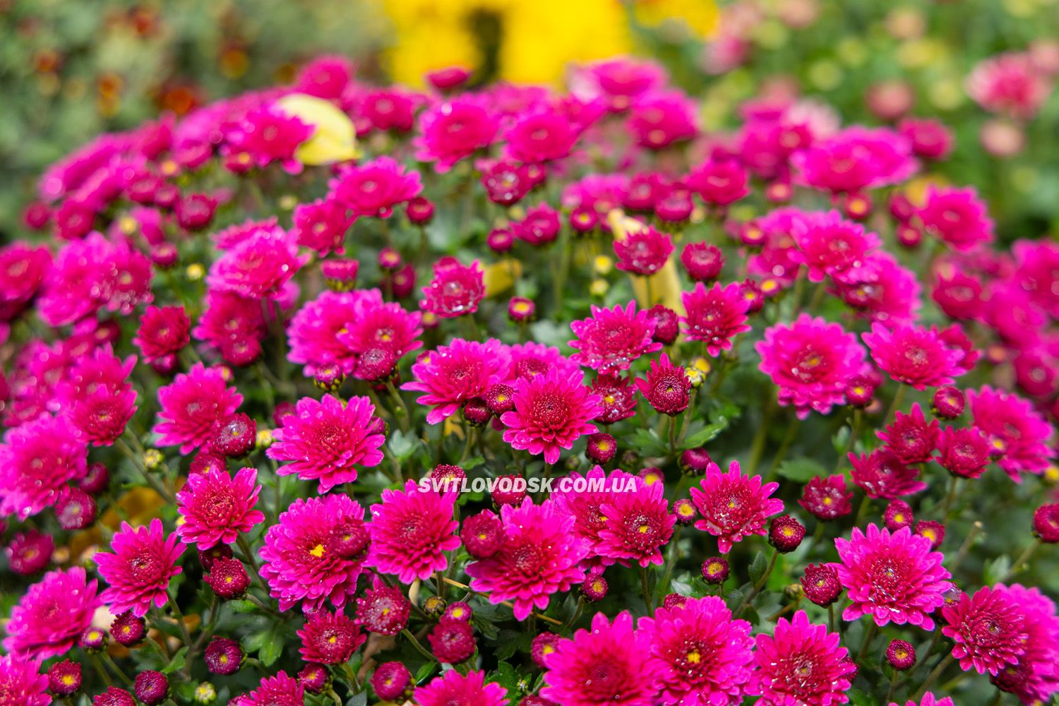 Там, де росте надія: історія квітів, полуниці й спокою в серці Іванівки Там, де росте надія: історія квітів, полуниці й спокою в серці Іванівки