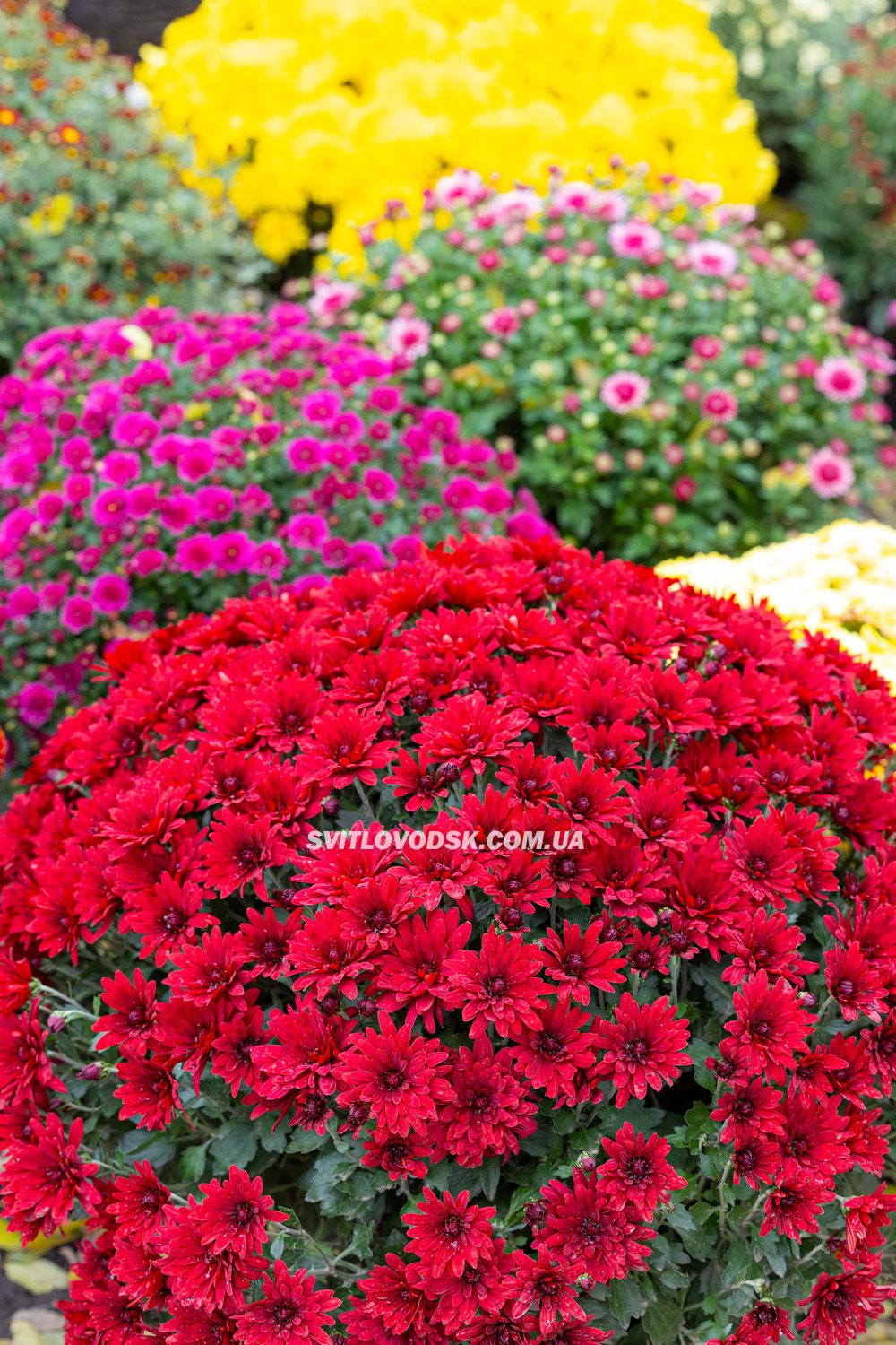 Там, де росте надія: історія квітів, полуниці й спокою в серці Іванівки Там, де росте надія: історія квітів, полуниці й спокою в серці Іванівки