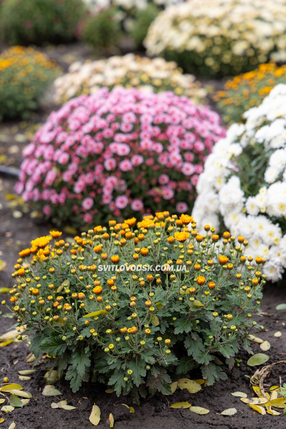 Там, де росте надія: історія квітів, полуниці й спокою в серці Іванівки Там, де росте надія: історія квітів, полуниці й спокою в серці Іванівки