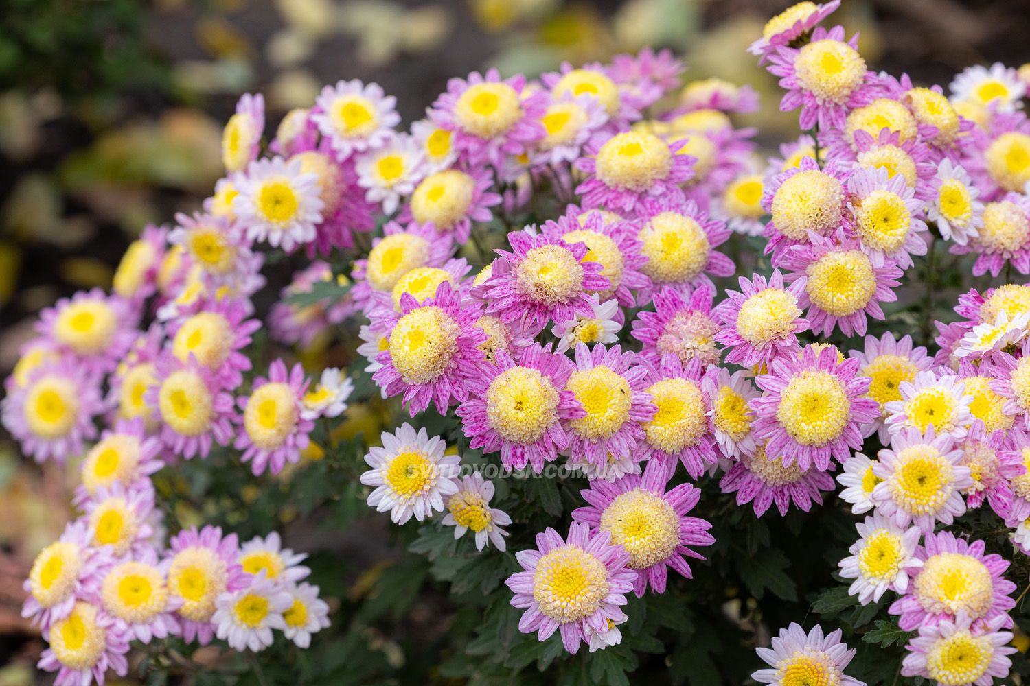 Там, де росте надія: історія квітів, полуниці й спокою в серці Іванівки Там, де росте надія: історія квітів, полуниці й спокою в серці Іванівки