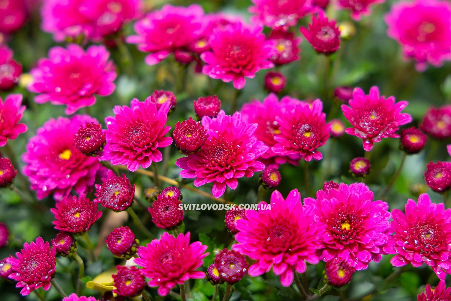 Там, де росте надія: історія квітів, полуниці й спокою в серці Іванівки Там, де росте надія: історія квітів, полуниці й спокою в серці Іванівки