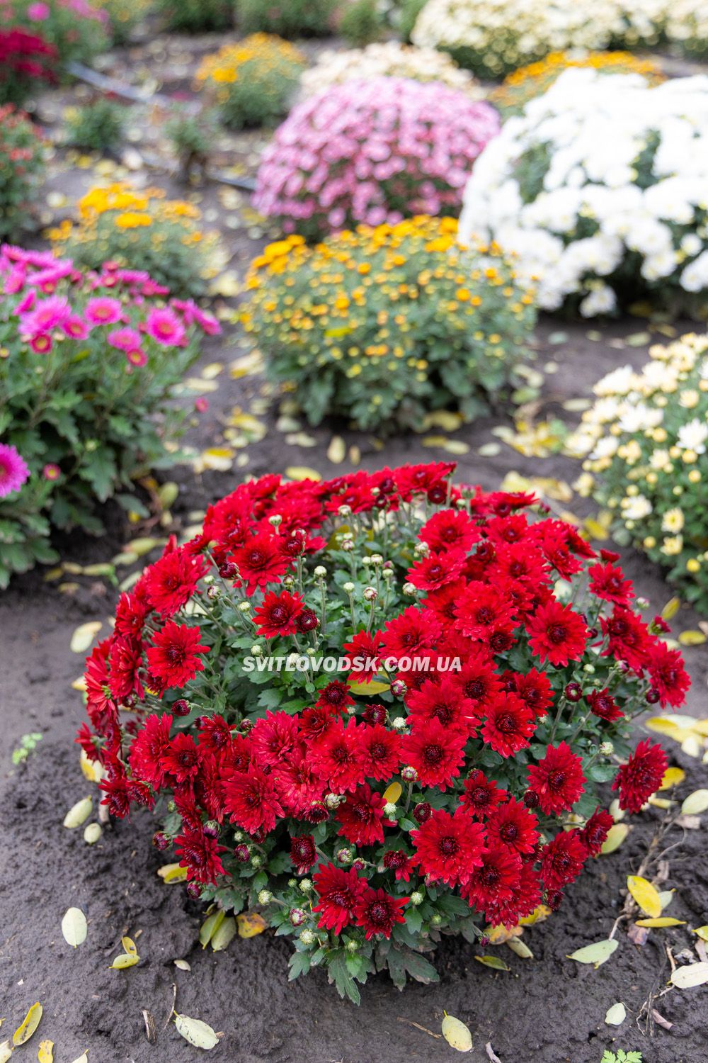 Там, де росте надія: історія квітів, полуниці й спокою в серці Іванівки Там, де росте надія: історія квітів, полуниці й спокою в серці Іванівки