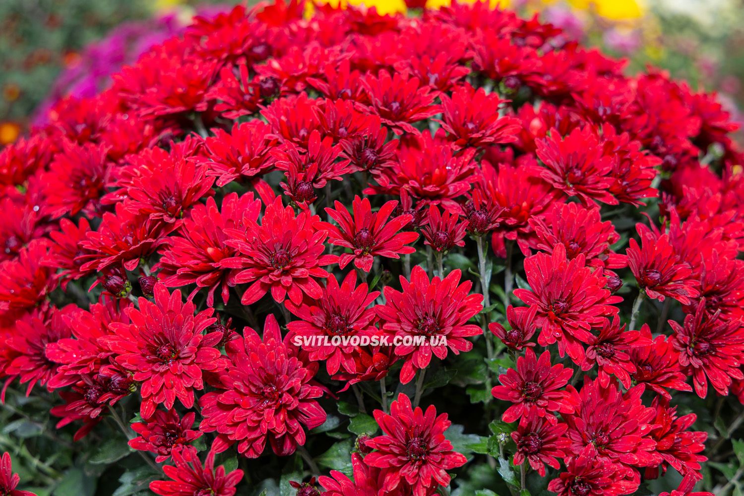 Там, де росте надія: історія квітів, полуниці й спокою в серці Іванівки Там, де росте надія: історія квітів, полуниці й спокою в серці Іванівки