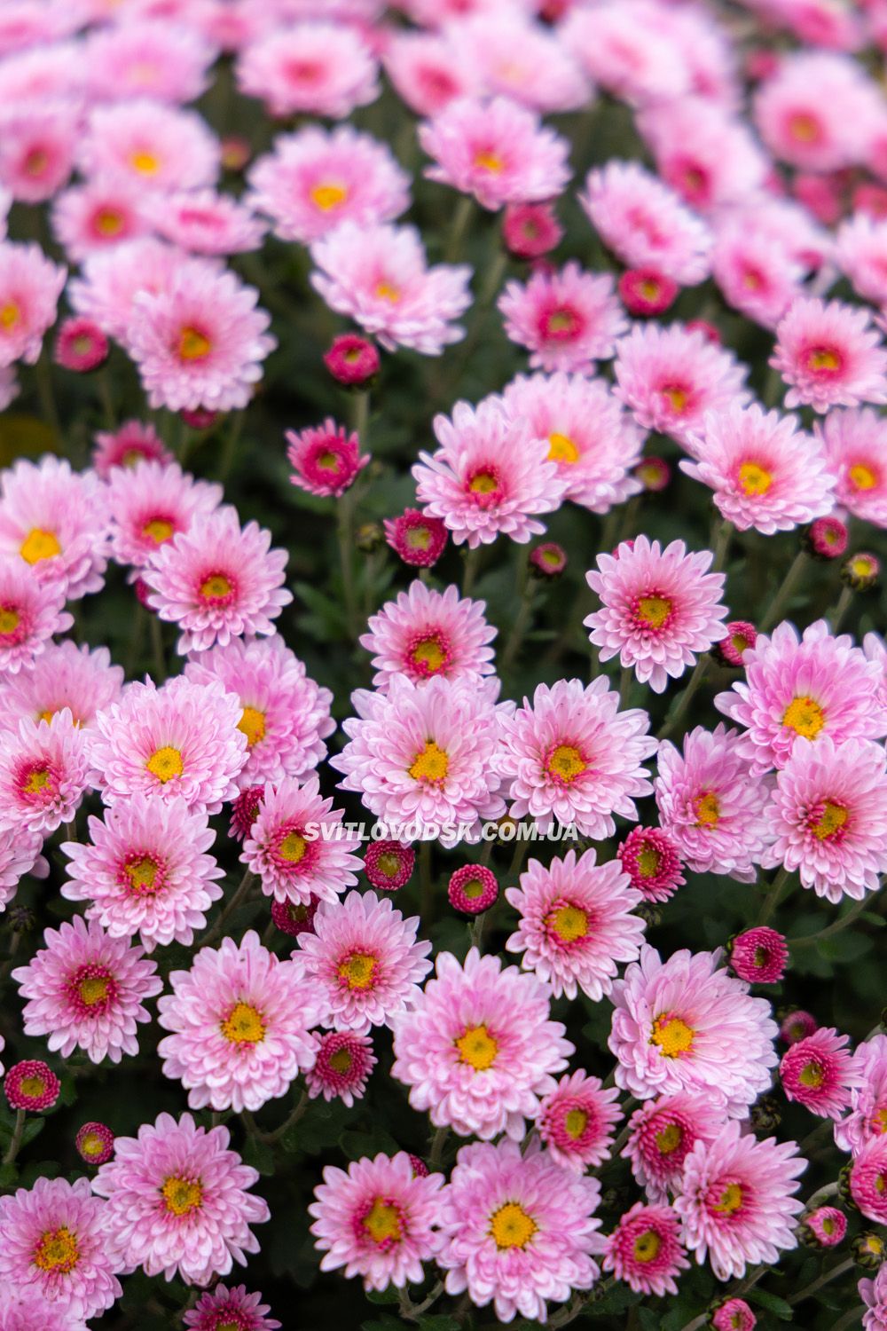 Там, де росте надія: історія квітів, полуниці й спокою в серці Іванівки Там, де росте надія: історія квітів, полуниці й спокою в серці Іванівки