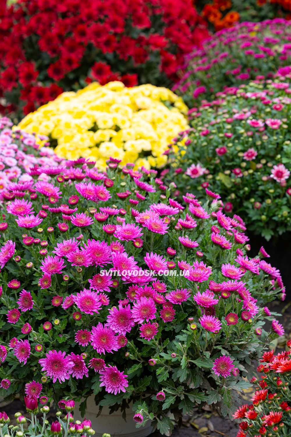 Там, де росте надія: історія квітів, полуниці й спокою в серці Іванівки Там, де росте надія: історія квітів, полуниці й спокою в серці Іванівки