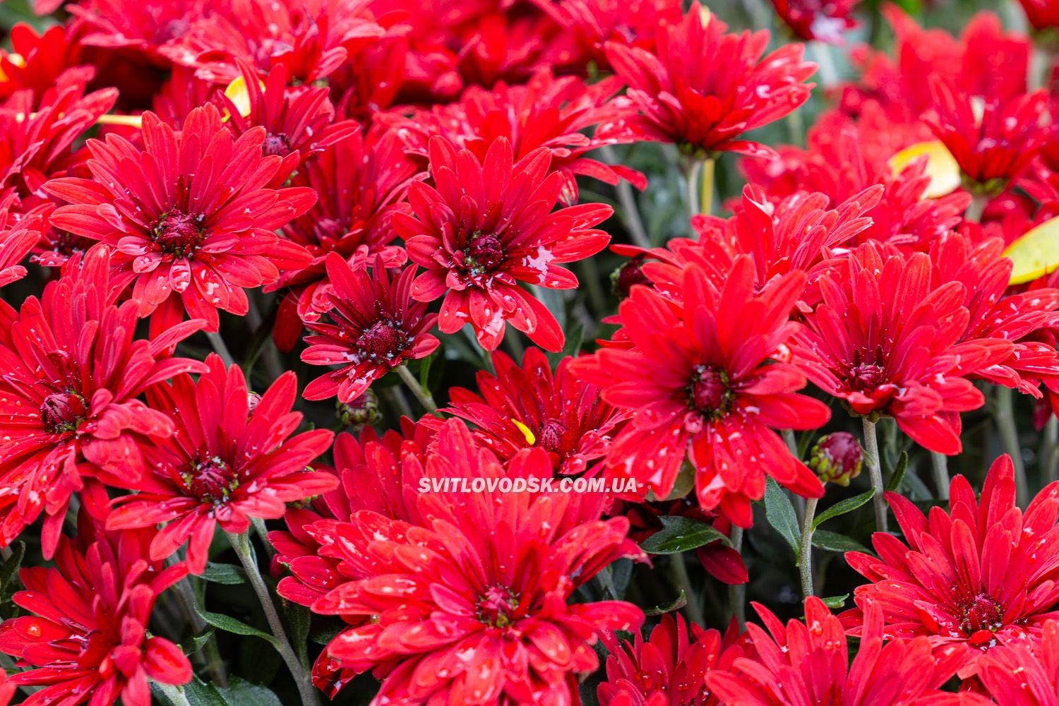 Там, де росте надія: історія квітів, полуниці й спокою в серці Іванівки Там, де росте надія: історія квітів, полуниці й спокою в серці Іванівки