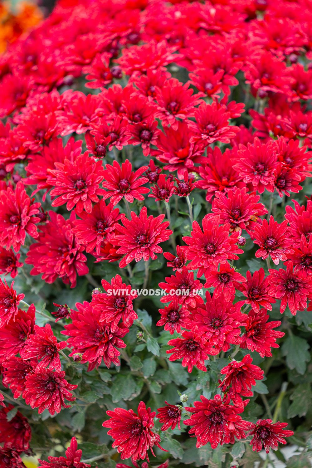 Там, де росте надія: історія квітів, полуниці й спокою в серці Іванівки Там, де росте надія: історія квітів, полуниці й спокою в серці Іванівки