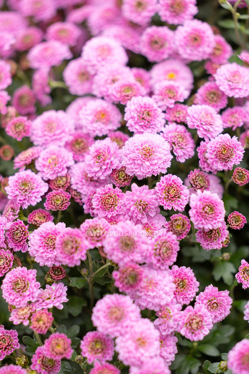 Там, де росте надія: історія квітів, полуниці й спокою в серці Іванівки Там, де росте надія: історія квітів, полуниці й спокою в серці Іванівки