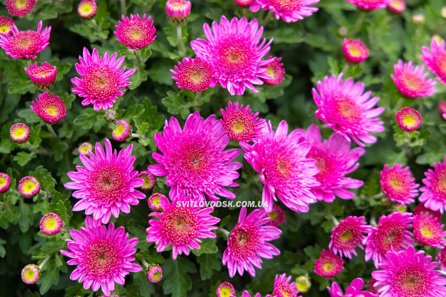 Там, де росте надія: історія квітів, полуниці й спокою в серці Іванівки Там, де росте надія: історія квітів, полуниці й спокою в серці Іванівки